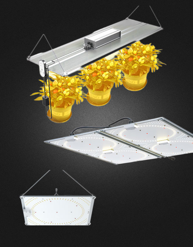 Plant Growth Lamp